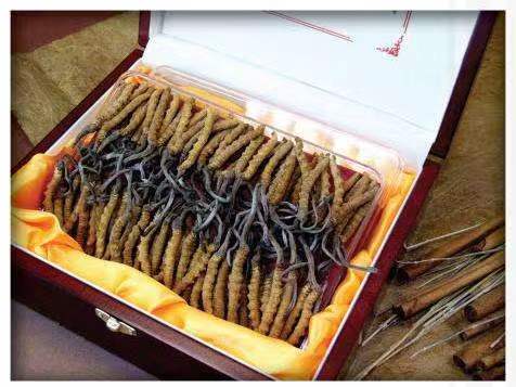 青龙冬虫夏草回收